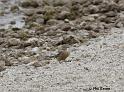 American Pipit